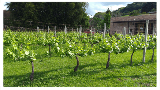 Videira Espaldeira para uva vitivinifera