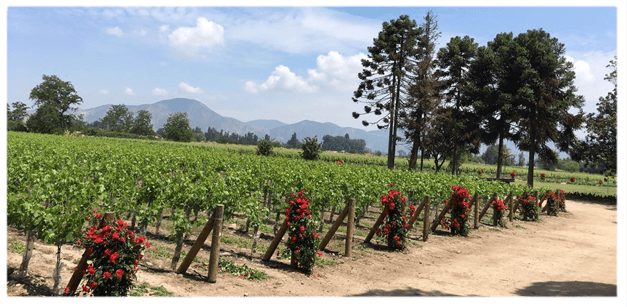 roseiras plantadas antes das fileiras do vinhedo