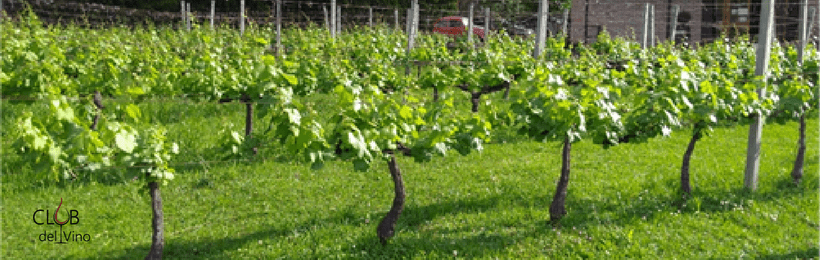 videiras para produção do vinho