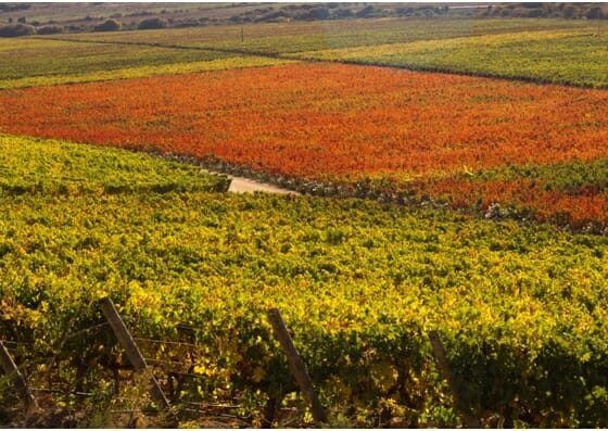 Santa Cruz, no Vale do Colchagua