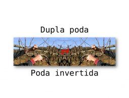 poda de videira dupla - poda invertida