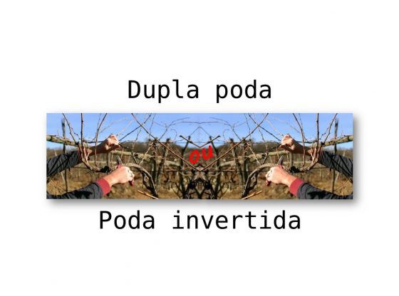 poda de videira dupla - poda invertida