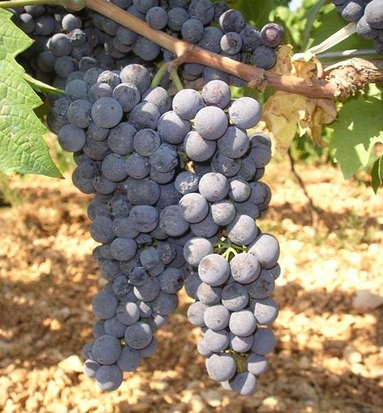 Vinho Primitivo