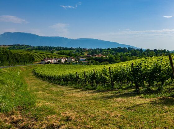 prosecco del veneto