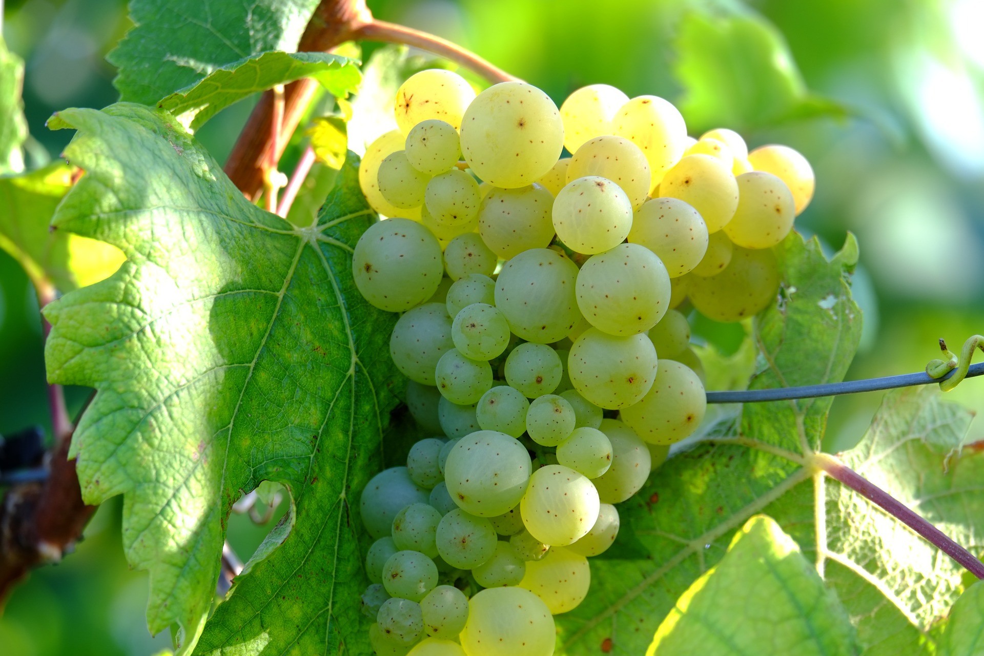 uva bianca per fare il vino