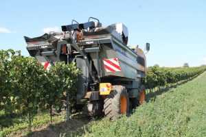 produzione del vino - cimatura meccanica