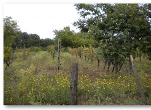 produzione del vino - vigna bosco