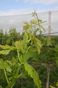 Germoglio con grappolo visibile