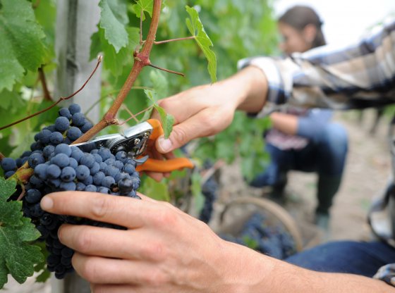 Vendemmia Manuale