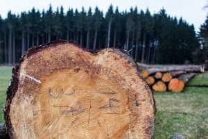 sezione di tronco di quercia