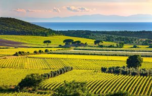 Bolgheri Vini Toscani