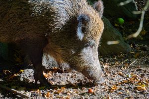 Cinghiale nel bosco