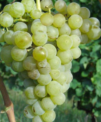 uva malvasia bianca