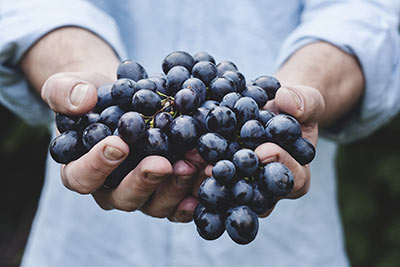 Alla scoperta del Vino Malbec