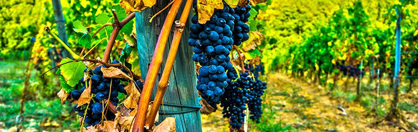 Pigiatura dell'uva per fare il Vino Amarone