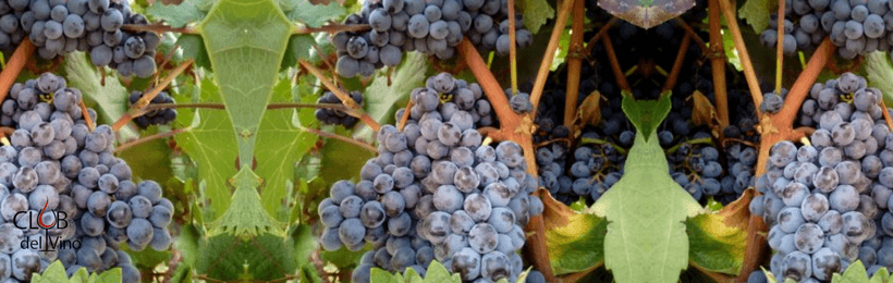 Cabernet Franc - il Vino più amato al mondo