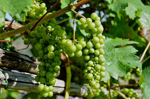 uvas para vinho prosecco