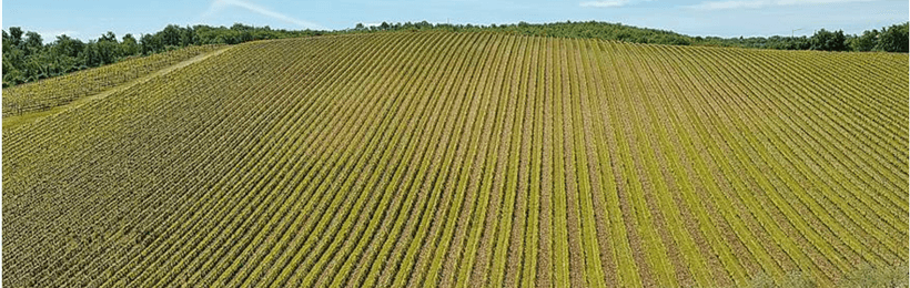 Vigna Querceto di Castellina