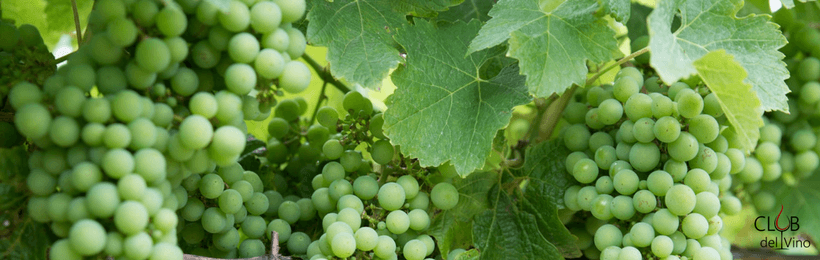 come avviene la produzione dello chardonnay