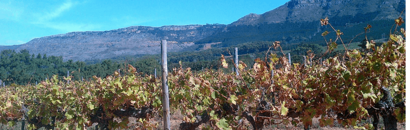 vino sudafricano constantia vitigno