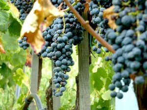 grappoli d'uva di pinot noir