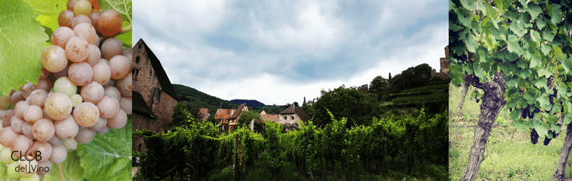 Strada del Vino Alsazia una passeggiata fra i Vigneti Francesi