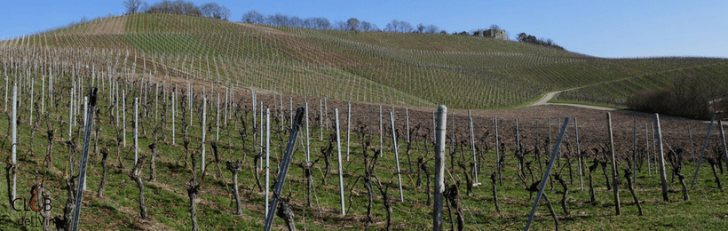 caratteristiche di un buon vino