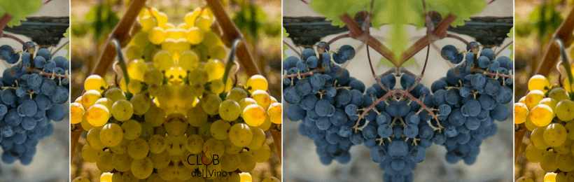 Vino Vermentino - le origini e la storia