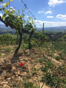 Vigneto Brunello Montalcino - Ciacci Piccolomini d'Aragona