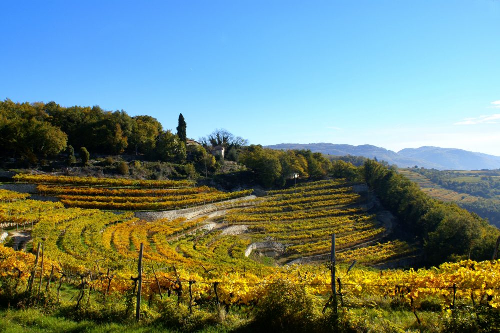 Albino Armani Amarone della Valpolicella