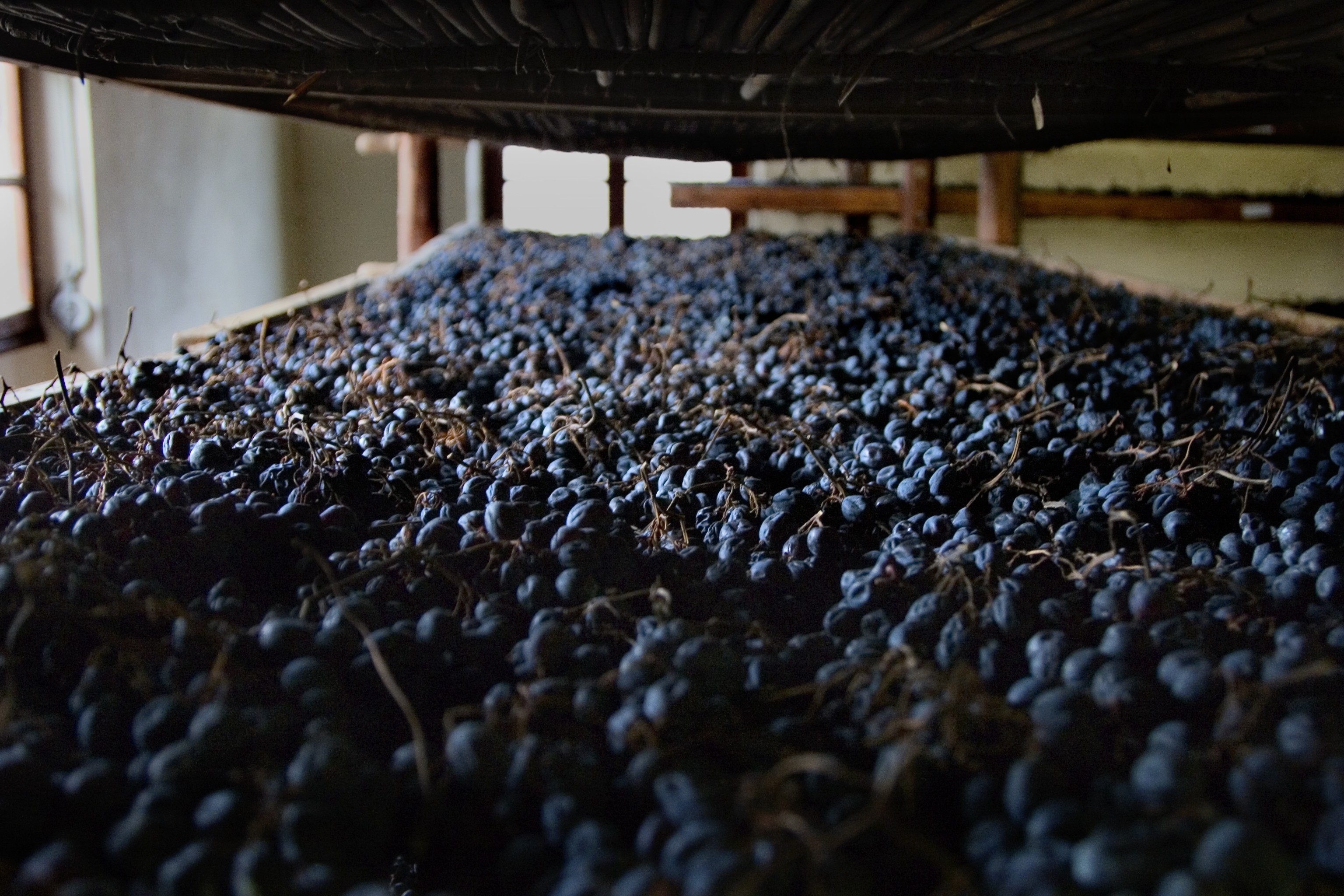 produzione dei vini Amarone della Valpolicella e Reciot