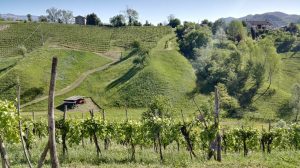 Bellissimo esempio di coltura eco-sostenibile presso l’azienda agricola Bele Casel, vigneto di Monfumo