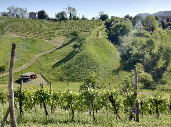 Bellissimo esempio di coltura eco-sostenibile presso l’azienda agricola Bele Casel, vigneto di Monfumo