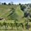 Bellissimo esempio di coltura eco-sostenibile presso l’azienda agricola Bele Casel, vigneto di Monfumo