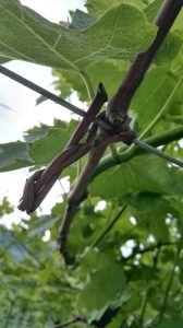 tralci legati ai fili con gli ‘stropei’ presso l’azienda agricola Antolini a Marano di Valpolicella