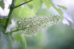 Tenuta San Tomè Fioritura 5-Giugno 2017 - foto Francesco Galifi