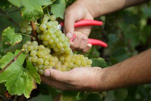 Vendemmia Fagarè 17-Settembre 2015 - foto Francesco Galifi