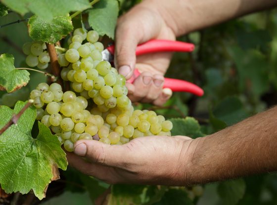 Vendemmia Fagarè 17-Settembre 2015 - foto Francesco Galifi