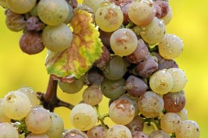 Grapes attacked by the nobel rot, Botrytis Cinerea