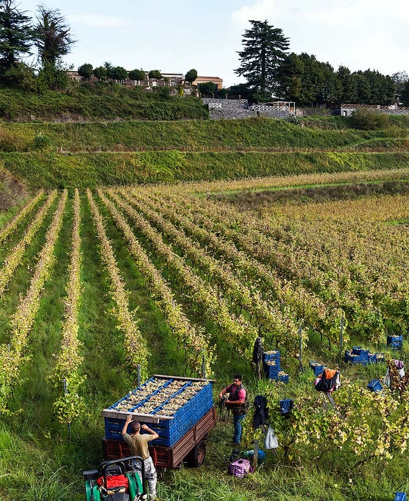 Vigneti e Azienda